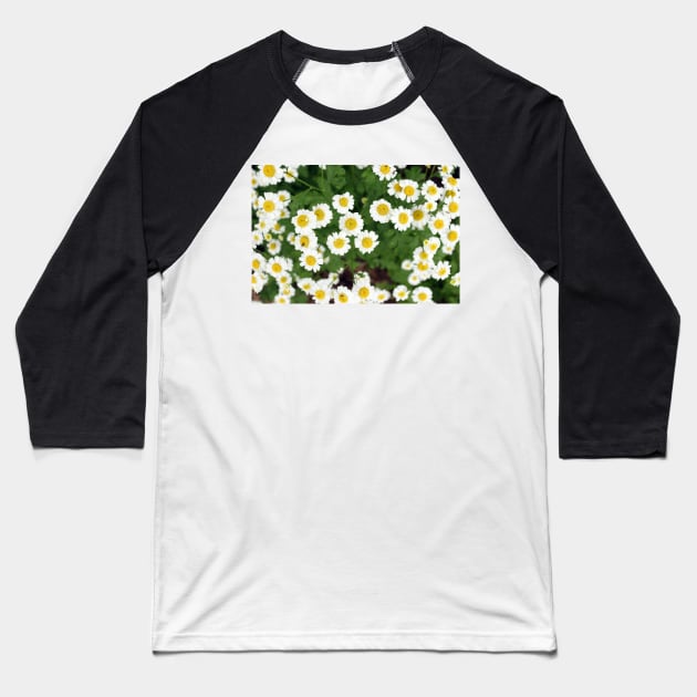 chamomile flowers Baseball T-Shirt by pinkal